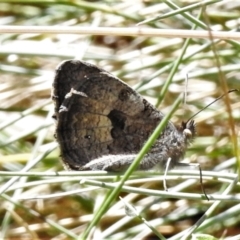 Geitoneura klugii (Marbled Xenica) at Cotter River, ACT - 20 Feb 2021 by JohnBundock