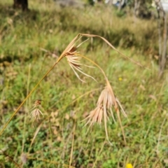 Themeda triandra (Kangaroo Grass) at O'Malley, ACT - 21 Feb 2021 by Mike