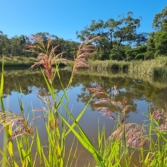 Phragmites australis (Common Reed) at O'Malley, ACT - 20 Feb 2021 by Mike