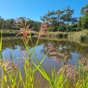 Phragmites australis at O'Malley, ACT - 21 Feb 2021