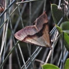 Anachloris subochraria (Golden Grass Carpet (Ennominae)) at Cotter River, ACT - 20 Feb 2021 by JohnBundock