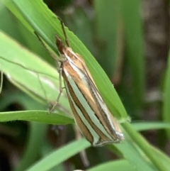 Hednota bivittella (Webworm) at Murrumbateman, NSW - 21 Feb 2021 by SimoneC