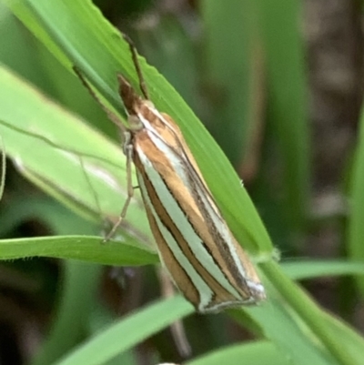 Hednota bivittella (A Crambid moth (Crambinae) at Murrumbateman, NSW - 21 Feb 2021 by SimoneC
