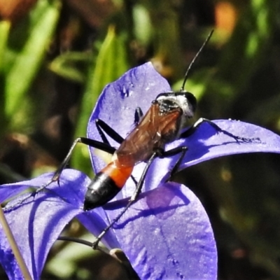 Podalonia tydei (Caterpillar-hunter wasp) at Namadgi National Park - 19 Feb 2021 by JohnBundock