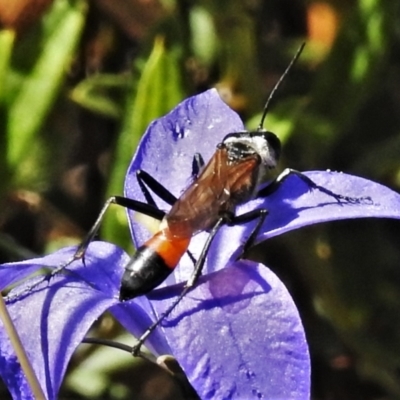 Podalonia tydei (Caterpillar-hunter wasp) at Cotter River, ACT - 19 Feb 2021 by JohnBundock