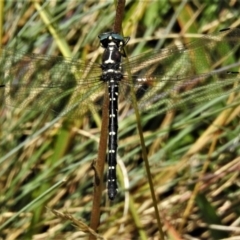 Eusynthemis guttata (Southern Tigertail) at Cotter River, ACT - 20 Feb 2021 by JohnBundock