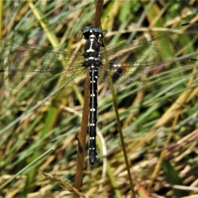 Eusynthemis guttata (Southern Tigertail) at Namadgi National Park - 20 Feb 2021 by JohnBundock