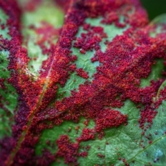 Unidentified Other rusts, leaf spots, sooty moulds at Hackett, ACT - 21 Feb 2021 by Boagshoags