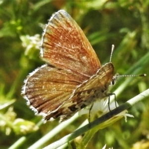 Neolucia hobartensis at Cotter River, ACT - 20 Feb 2021 11:29 AM