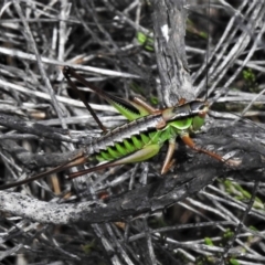 Chlorodectes montanus (Montane green shield back katydid) at Namadgi National Park - 20 Feb 2021 by JohnBundock