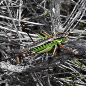 Chlorodectes montanus at Cotter River, ACT - 20 Feb 2021