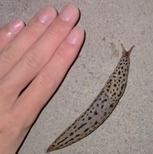 Limax maximus at Fadden, ACT - 20 Feb 2021 10:32 PM