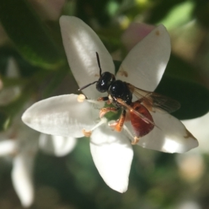 Exoneura sp. (genus) at Acton, ACT - 15 Oct 2020