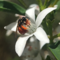 Exoneura sp. (genus) at Acton, ACT - 15 Oct 2020