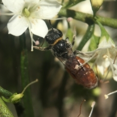 Euryglossa depressa (Native bee) at Capital Hill, ACT - 17 Nov 2020 by PeterA