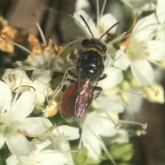 Euryglossa depressa at Capital Hill, ACT - 17 Nov 2020