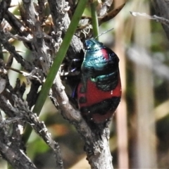 Choerocoris paganus (Ground shield bug) at Namadgi National Park - 20 Feb 2021 by JohnBundock