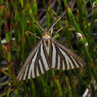Amelora oritropha (Alpine Striped Cape-moth) at Cotter River, ACT - 20 Feb 2021 by JohnBundock