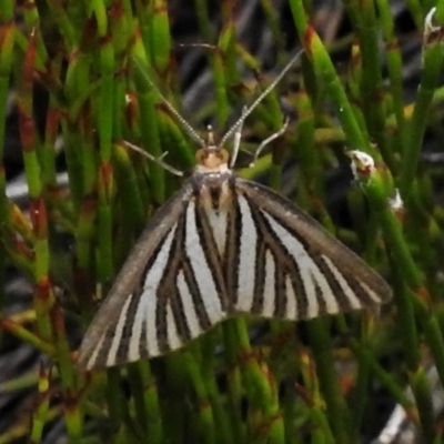 Amelora oritropha (Alpine Striped Cape-moth (Ennominae)) at Cotter River, ACT - 20 Feb 2021 by JohnBundock