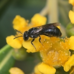 Euryglossa ephippiata (Saddleback Euryglossine Bee) at Yarralumla, ACT - 2 Jan 2021 by PeterA