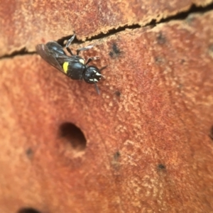 Hylaeus (Hylaeorhiza) nubilosus at Yarralumla, ACT - 12 Feb 2021