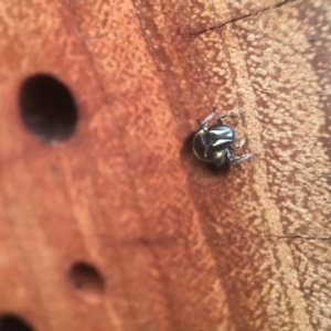 Hylaeus (Hylaeorhiza) nubilosus at Yarralumla, ACT - 12 Feb 2021