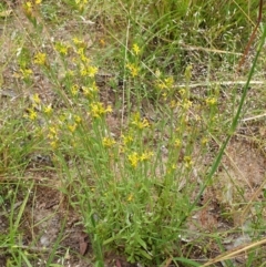 Pimelea curviflora at Cook, ACT - 30 Nov 2020