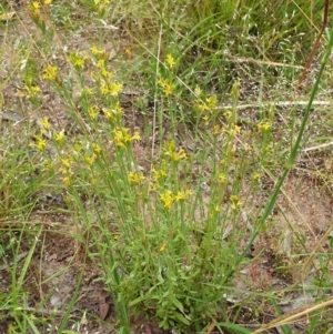 Pimelea curviflora at Cook, ACT - 30 Nov 2020