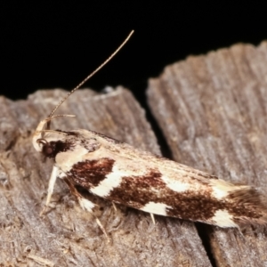 Macrobathra (genus) at Melba, ACT - 19 Feb 2021 09:44 PM