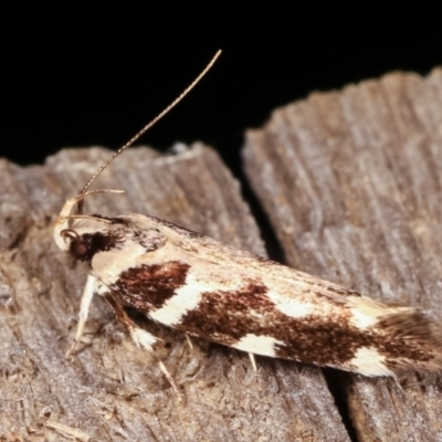 Macrobathra (genus) (A Cosmet moth (Cosmopteriginae) at Melba, ACT - 19 Feb 2021 by kasiaaus