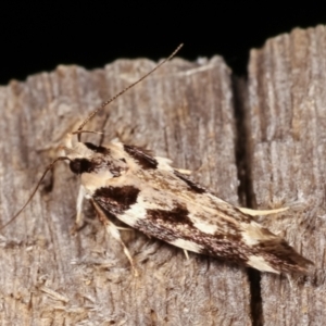 Macrobathra (genus) at Melba, ACT - 19 Feb 2021 09:44 PM