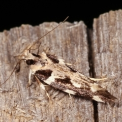 Macrobathra (genus) at Melba, ACT - 19 Feb 2021