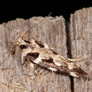 Macrobathra (genus) at Melba, ACT - 19 Feb 2021