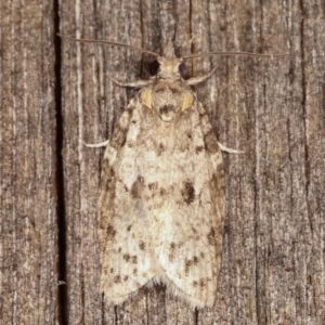 Tortricinae (subfamily) at Melba, ACT - 19 Feb 2021 09:45 PM