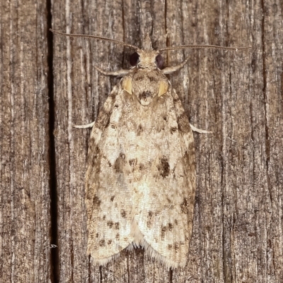 Tortricinae (subfamily) (A tortrix moth) at Melba, ACT - 19 Feb 2021 by kasiaaus