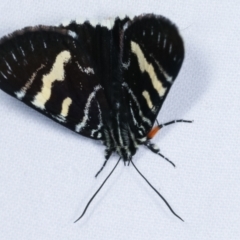Phalaenoides glycinae (Grapevine Moth) at Melba, ACT - 19 Feb 2021 by kasiaaus