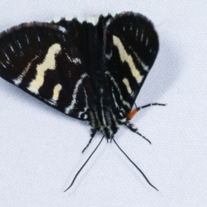 Phalaenoides glycinae at Melba, ACT - 19 Feb 2021