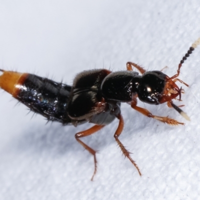 Hesperus haemorrhoidalis (Rove beetle) at Melba, ACT - 19 Feb 2021 by kasiaaus
