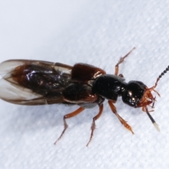 Hesperus haemorrhoidalis at Melba, ACT - 19 Feb 2021 09:50 PM