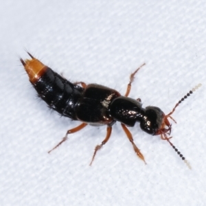 Hesperus haemorrhoidalis at Melba, ACT - 19 Feb 2021 09:50 PM