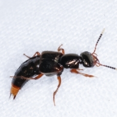 Hesperus haemorrhoidalis at Melba, ACT - 19 Feb 2021 09:50 PM