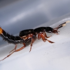 Hesperus haemorrhoidalis at Melba, ACT - 19 Feb 2021 09:50 PM