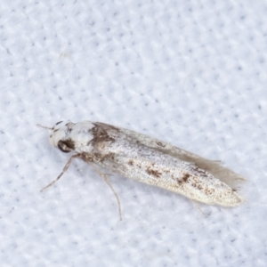 Oecophoridae provisional species 2 at Melba, ACT - 19 Feb 2021 09:52 PM