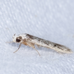 Oecophoridae provisional species 2 at Melba, ACT - 19 Feb 2021 09:52 PM