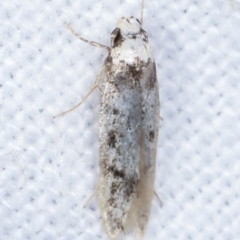 Oecophoridae provisional species 2 at Melba, ACT - 19 Feb 2021 09:52 PM