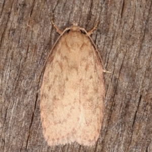 Garrha repandula at Melba, ACT - 19 Feb 2021