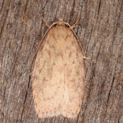 Garrha repandula (a Concealer Moth) at Melba, ACT - 19 Feb 2021 by kasiaaus