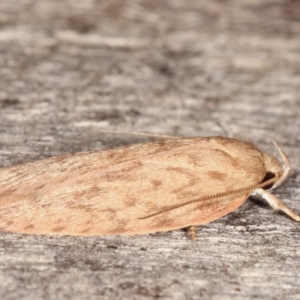 Garrha repandula at Melba, ACT - 19 Feb 2021