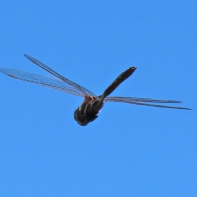 Adversaeschna brevistyla (Blue-spotted Hawker) at Jerrabomberra Wetlands - 21 Feb 2021 by RodDeb