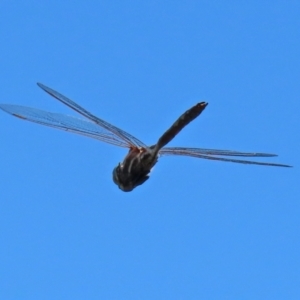 Adversaeschna brevistyla at Fyshwick, ACT - 21 Feb 2021